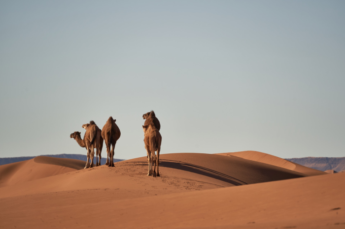 6 days desert tour from marrakech