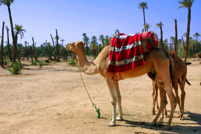 Quad and camel ride in the palm groves